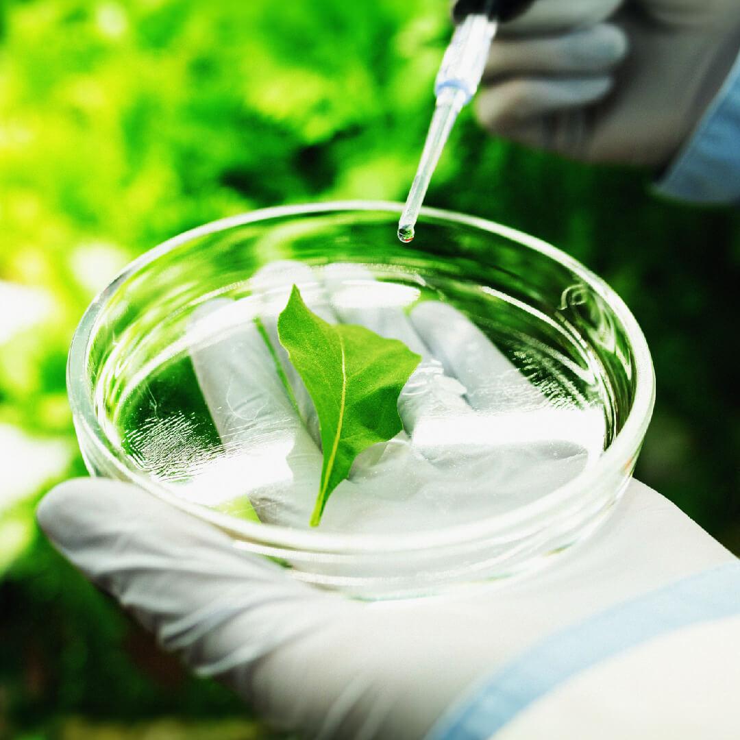 A gloved hand holds a petri dish with a green leaf inside. A pipette is poised above, ready to drop liquid onto the leaf.